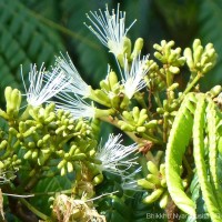Archidendron clypearia subsp. subcoriaceum (Thwaites) I.C.Nielsen